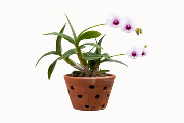 orchid flower pot isolate on white background clipping path