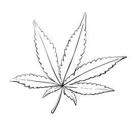 Cannabis or marijuana leaf. Vintage. Hand realistic drawing. Engraving style vector illustration.