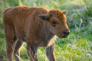 Fototapeta premium Red Dogs in the field of Custer State Park, South Dakota
