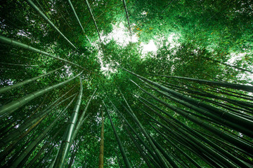 bamboo grove in Asia. Green natural background. View top of bamboo trees and sun