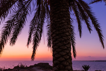 Fototapeta na wymiar Palm on Cyprus island at sunset