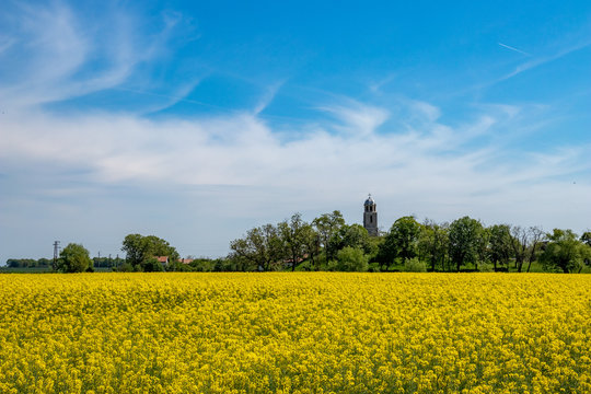 Beautiful yellow blossoming rapeseed field with crystal blue sky and clouds and church of Saint Ilia the Prophet on hill in background, colorful landscape near village of Badeshte, Southern Bulgaria