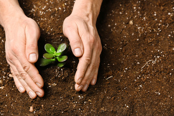 Hands of man with green plant and soil. Earth day celebration