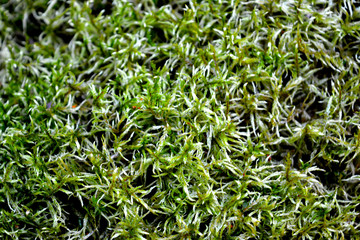 Bright beautiful green moss. Texture, background.