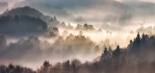 Fototapeten Nebel im Wald mit Sonnenstrahlen, Waldlandschaft © TTstudio