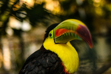 Bird in panama