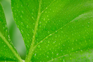 Fototapeta na wymiar Green leaf with water droplets,Close-up shot selective focus