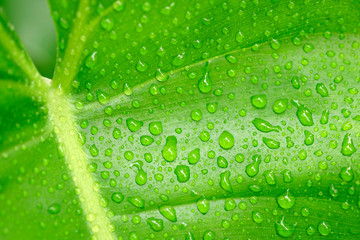 Fresh green leaf with dew water in the morning, macro shot