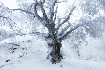 Forest in Winter with frozen trees