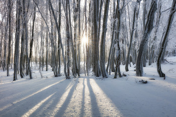 Forest in Winter with frozen trees