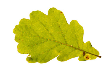 single oak leaf in backlight, isolated on white