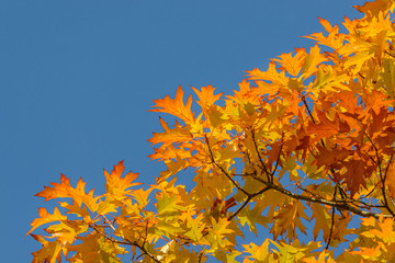 autumn colored leaves of red oak tree against blue sky