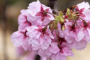 Obraz premium 桜の花 春イメージ