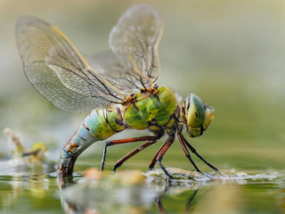 Emperor dragonfly - obrazy, fototapety, plakaty