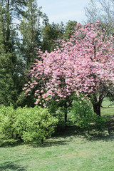 Fototapeta premium kwitnące różowe drzewo wiśni lub sakura latem publiczny zielony park, pionowe na zewnątrz Bank Zdjęć