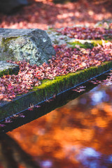 落ち葉と水面　秋イメージ