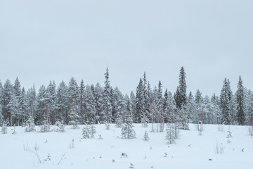 Winter beautiful landscape with trees covered with hoarfrost