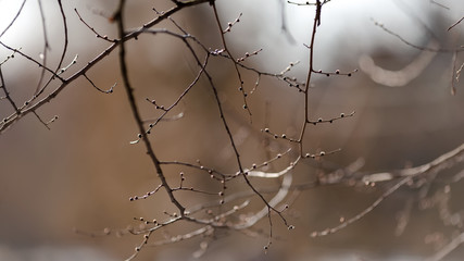 Young buds on the bare branches. Beautiful spring natural background. Branches on a blurred background. The birth of a new plant life.