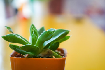 Cactus on the table and natural bokeh background.