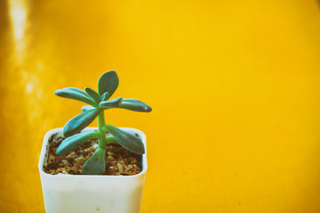 The cactus on the yellow table.