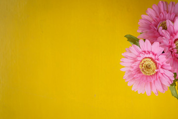 Pink flowers on the yellow table.