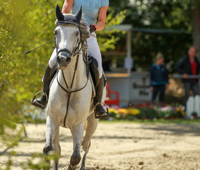 Obraz premium Horse mold galloping on a tournament, close up of the head from the front..