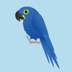  An illustration of a funny  and hyacinth  macaw, cartoon style