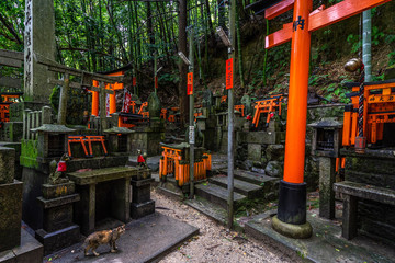 Fototapeta na wymiar A cat walking around the altars of Fushimi Inari Taisha shrine, Kyoto, Japan