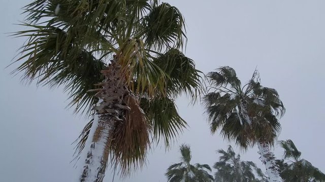 Palm trees in the snow. Wind with snow swaying palm trees. Bad cold weather background.