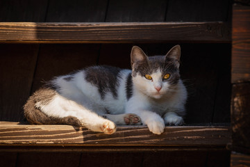 Cute cat is lying on wooden stairs.