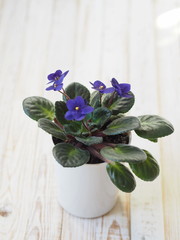 A simple violet violet in a pot on a white wooden table has blossomed. A house plant in the winter.