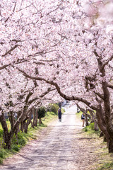 Fototapeta premium 桜のアーチ 春イメージ