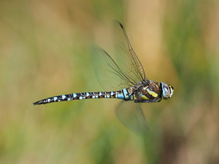 Common Hawker