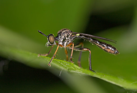 Dioctria hyalipennis is a genus of robber fly in the family Asilidae.