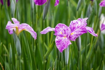 花菖蒲　初夏イメージ