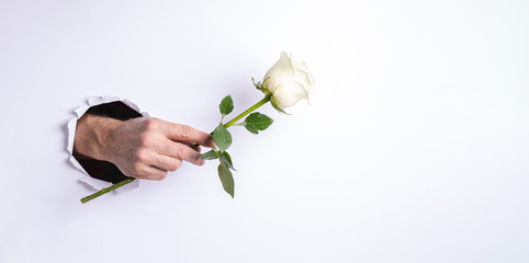 Man hand gently holding one white rose through torn hole in white paper wall. Creative Valentine's...