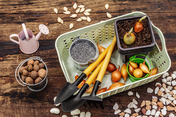 Spring planting and gardening concept. Tools, watering can, fresh onion bulbs in a bucket, expanded...