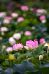 蓮の花　初夏イメージ
