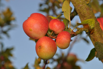 Äpfel an einem Apfelbaum