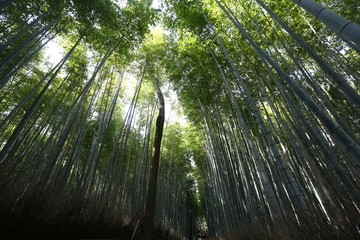 bamboos in the forest at Kyoto Japan