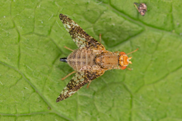 Oxyna parietina  is a species of fruit fly in the family Tephritidae.