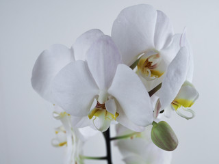 Naklejka na ściany i meble branch of a beautiful blooming white Orchid on a white background isolated