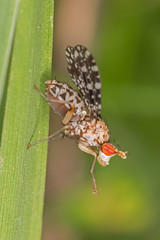 Oxyna parietina  is a species of fruit fly in the family Tephritidae.