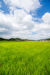 日本の水田　夏イメージ