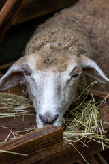 羊のポートレート