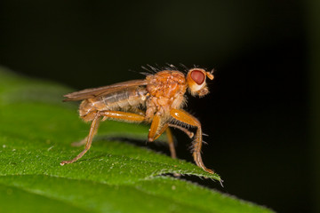 Scathophaga stercoraria, commonly known as the yellow dung fly or the golden dung fly. Scathophaga Stercoraria Fly or Yellow Dungfly Diptera Parasite Insect on Plant.