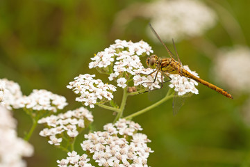 Große Heidelibelle (Sympetrum striolatum)
