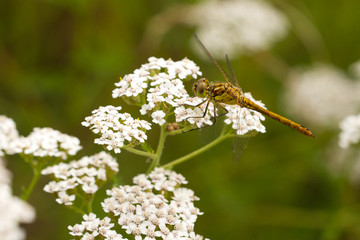 Große Heidelibelle (Sympetrum striolatum)