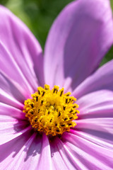 コスモスの花　秋イメージ