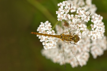 Große Heidelibelle (Sympetrum striolatum)